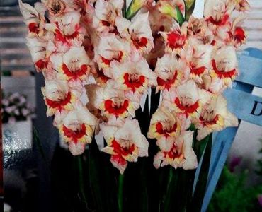 Гладиоли Мини Mike